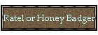 Ratel or Honey Badger