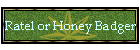 Ratel or Honey Badger
